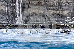 Group of King Penguins swimming in the crystal-clear waters of Gold Harbour, South Georgia Island