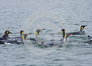 Group of King Penguins Swimming in the Ocean