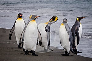 Group of King Penguins on water`s edge in St. Andrews Bay, South Georgia