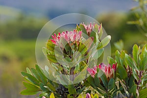 Group of King protea blooms, Protea cynaroides