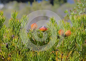 Group of King Protea, Protea cynaroides