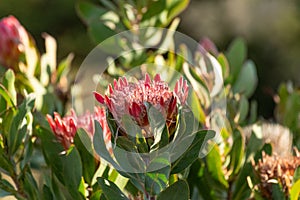 Group of King Protea, Protea cynaroides blooms