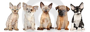 Group of kitten and puppies on a white background