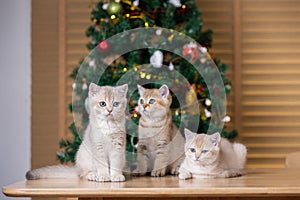 Group of kitten sitting on table with christmas tree is background