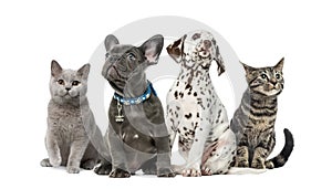 Group of kittens and puppies sitting, isolated