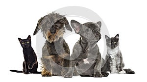 Group of kittens and puppies sitting, isolated