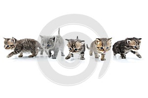 Group of kittens walking towards together. Studio shot. Isolated