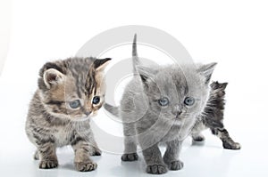 Group of kittens walking towards together. Studio shot. Isolated