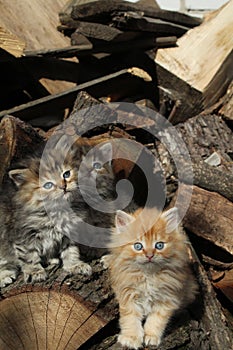 group of kitties photo