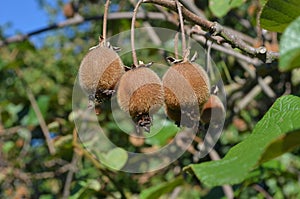 A group of kiwis