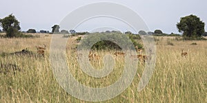 Group of kob in Queen Elizabeth National Park, Uganda photo