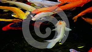 Group of koi or carp fish swimming in a pond