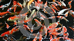 Group of koi carps (Cyprinus carpio) fishes are swimming and find eating food in the pond