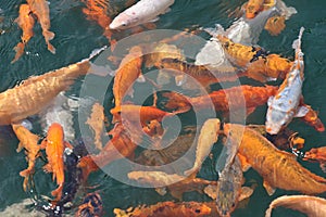 A group of koi fish