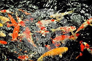 Group of Koi Fish with red, orange,white and yellow color swimming in garden pool.