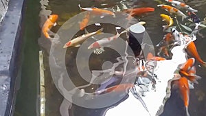 a group of koi fish swimming freely in the pond of a food stall