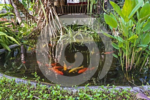 A group of Koi or jinli or nishikigoi or brocaded carp fish in a tropical garden near home. Close up.Thailand