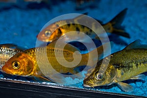 Group of Koi