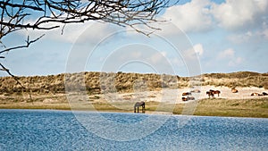 Group of Konik horses near a dune lake