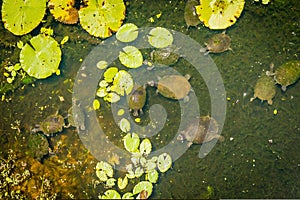 Group of Kreffts short-necked turtle emydura krefftii in a pond