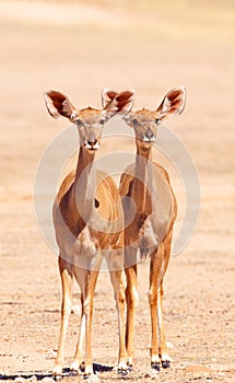 Group of Kudu (Tragelaphus Strepsiceros)