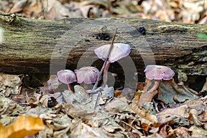 A group of Laccaria amethystina mushrooms in forest
