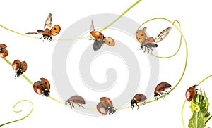 Group of Ladybirds landed on a plant and flying, isolated