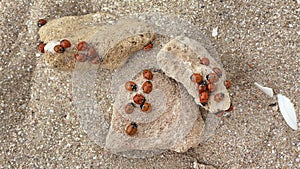 group of ladybugs on rocks sand on the beach. Anomaly. Lot of ladybugs crawl together.