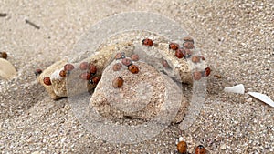 group of ladybugs on rocks sand on the beach. Anomaly. Lot of ladybugs crawl together.