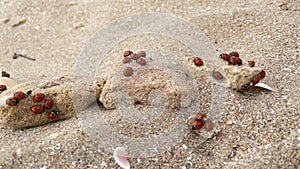 group of ladybugs on rocks sand on the beach. Anomaly. Lot of ladybugs crawl together.