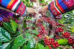 A group of Lahu tribe women in traditional clothes picking coffee beans in coffee plantation. Selective focus