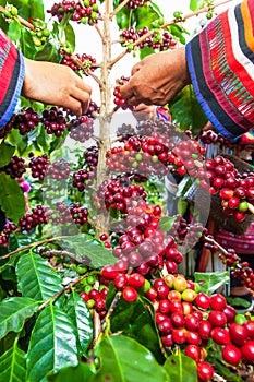 A group of Lahu tribe women in traditional clothes picking coffee beans in coffee plantation. Selective focus