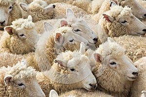 Group Of Lambs