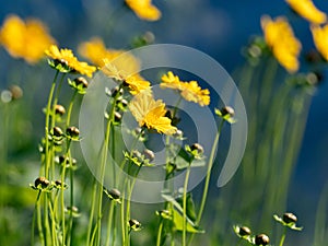 Group of Lance-leaved Coreopsis wildflowers