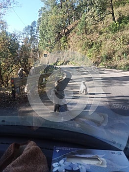 Group of langoors  SITTING on the road side