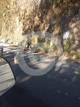 Group of langoors  SITTING on the road side