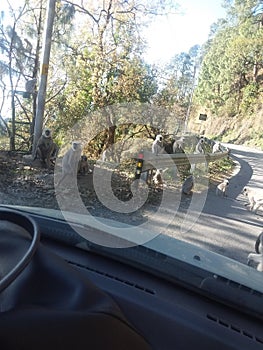 Group of langoors  SITTING on the road side