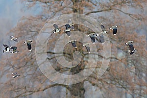 group of lapwings (vanellus vanellus) flying in front of tree
