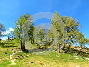 Group of larch trees at Sleme in Julian alps, Slovenia photo