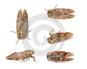 Group of large brown cicada insect isolated on white background. Insects, Animals, Bug..Group of large brown cicada insect
