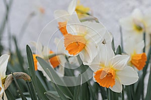 Group of large-cupped daffodils with orange corona and white tepals. photo