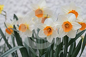 Group of large-cupped daffodils with orange corona and white tepals. photo