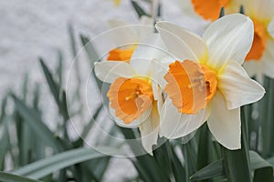 Group of large-cupped daffodils with orange corona and white tepals. photo
