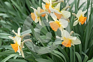 Group of large-cupped daffodils with orange corona and white tepals. photo