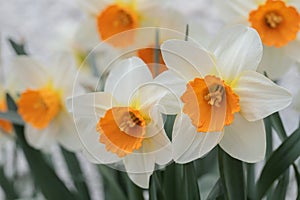 Group of large-cupped daffodils with orange corona and white tepals. Narcissus classification group 2 photo