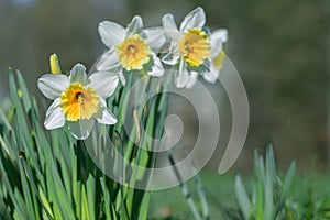 Group of large-cupped daffodils with yellow-orange corona and white tepals. photo