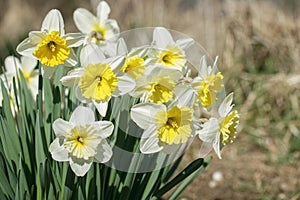 Group of large-cupped daffodils with yellow-orange corona and white tepals. photo