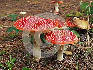Group of large fly agaric mushrooms in a wood