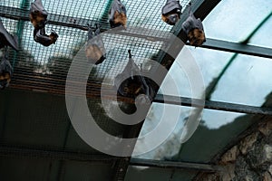 A group of large flying foxes sleep on a net in a zoo