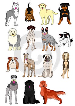 Group of large and middle dogs breeds hand drawn chart